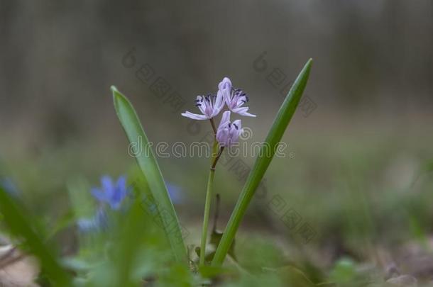 春季蓝色-紫色的花.春季花采用指已提到的人森林.