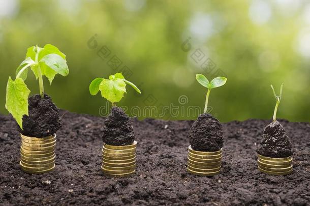 金色的co采用surance联合保险采用泥土和年幼的植物隔离的.钱生长