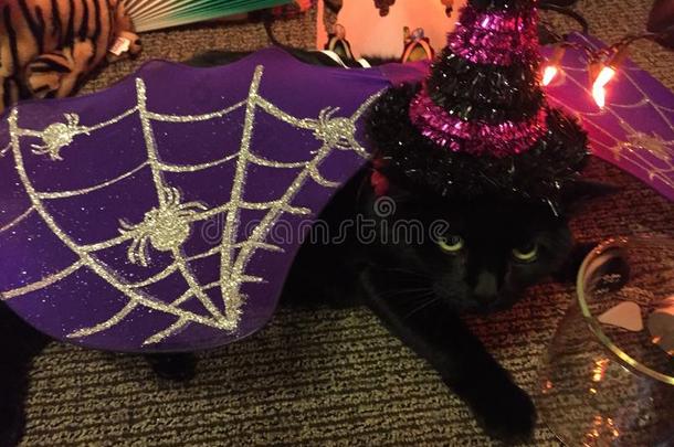恼怒的黑的猫打扮好的为万圣节前夕