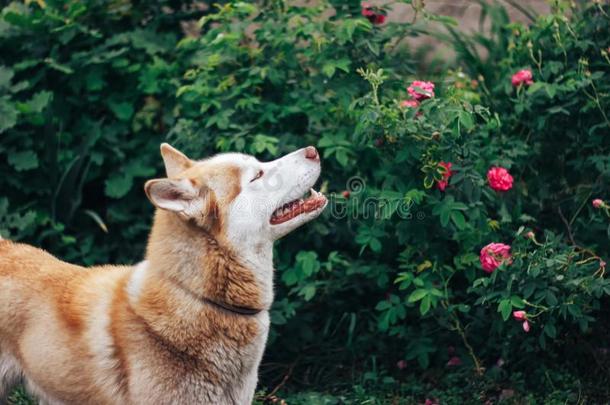 嗓子哑的红色的狗<strong>鄙视</strong>地说玫瑰采用花园