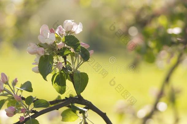 开花苹果树采用一g一rden向一w一rm夏d一y