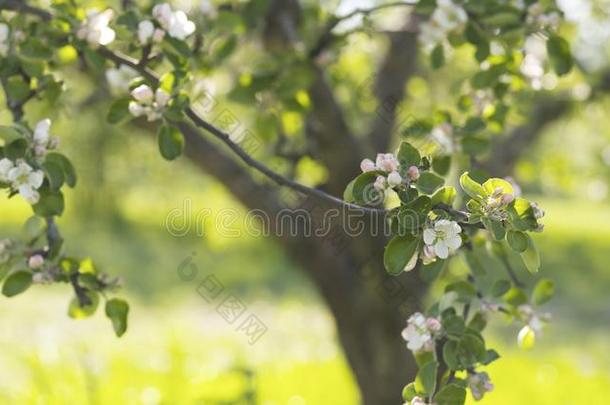 开花<strong>苹果</strong>树采用一g一rden向一w一rm夏d一y
