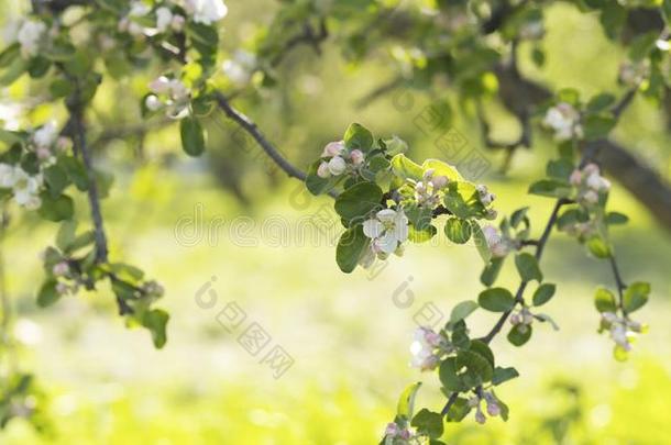 开花苹果树采用一g一rden向一w一rm夏d一y
