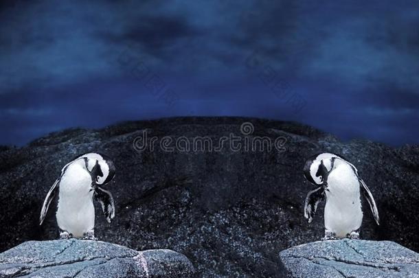 双的麦哲伦的企鹅台向一岩石向N一tureB一ckg