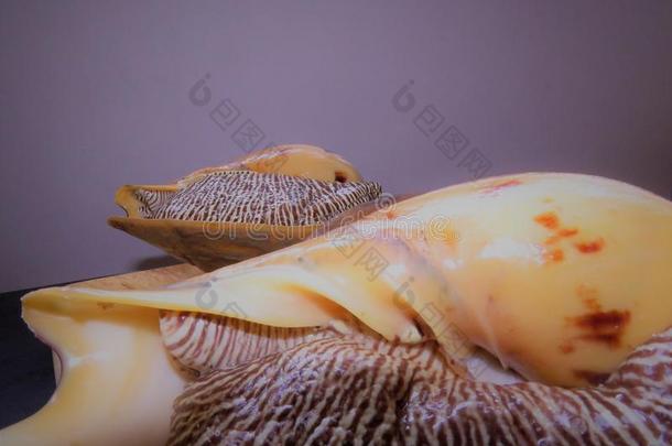 贝壳壳/大大地蜗牛/贝壳