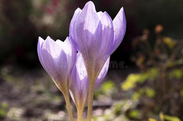 番红花属幽<strong>灵光</strong>紫罗兰紫色的花