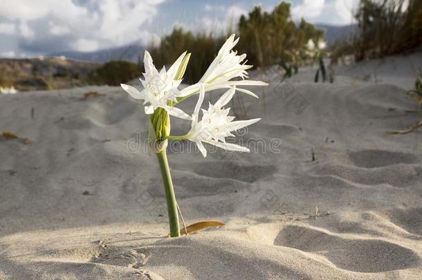 揉合拳击和摔交的古代希腊竞技玛蒂姆,水鬼蕉属,海水仙花白色的花