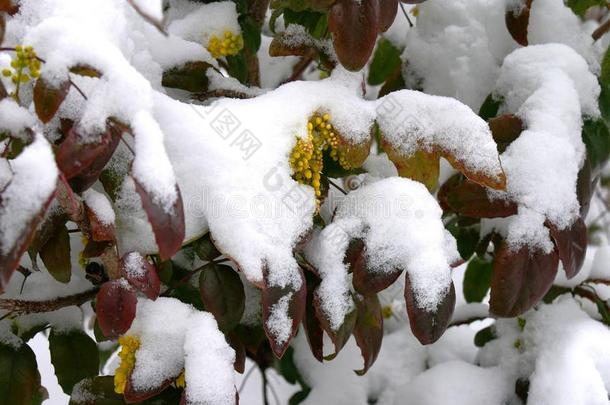 虚伪的<strong>十大</strong>功劳灌木在下面春季雪.