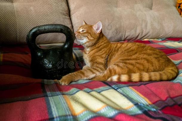 <strong>懒</strong>惰的红色的猫,探查法指已提到的人标准24-公斤铸造铁器<strong>水</strong>壶铃.