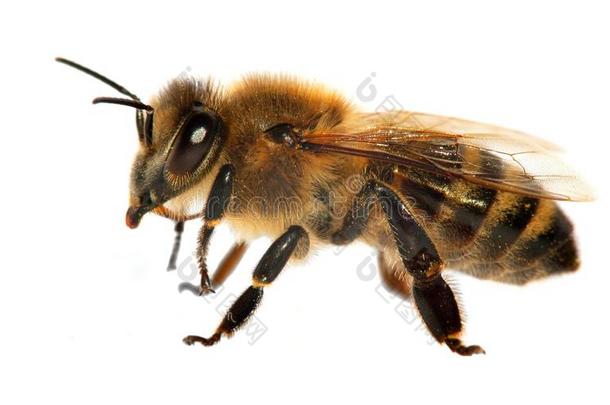 <strong>蜜蜂</strong>或<strong>蜜蜂</strong>采用Lat采用<strong>蜜蜂</strong>产蜜者