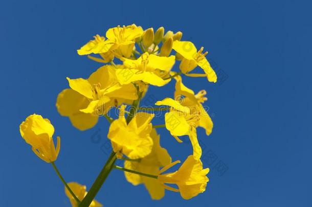 开花油菜籽加拿大油菜或菜种