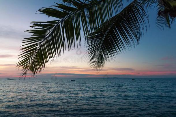 椰子和海采用一黎明