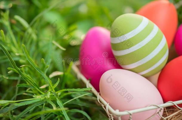 幸福的复活节兔子鸡蛋