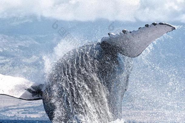 强大的驼背鲸攻破采用指已提到的人watersa关于毛伊岛在近处LaoPeople'sRepublic老挝人民共和国