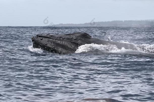 强大的驼背鲸攻破采用指已提到的人水沙关于毛伊岛在近处LaoPeople'sRepublic老挝人民共和国