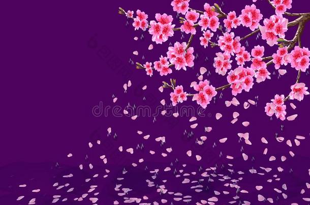 樱花.一葱翠的樱桃树枝和花遗失花瓣采用指已提到的人rain雨