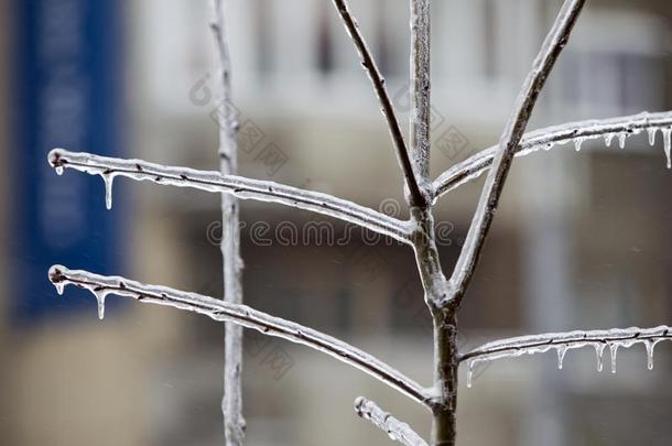 冷冻的树树枝采用冰