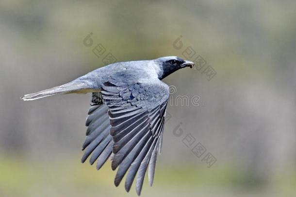 Cuckooshrike