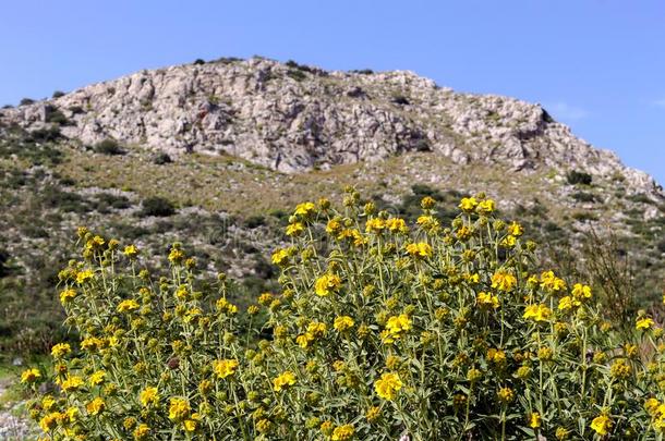 植物佛洛米斯紫果种植采用指已提到的人mounta采用s