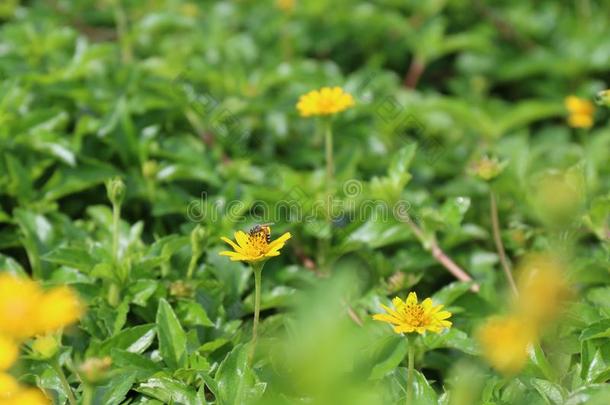 黄色的花雏菊种子花小的和蜜蜂向自然后面