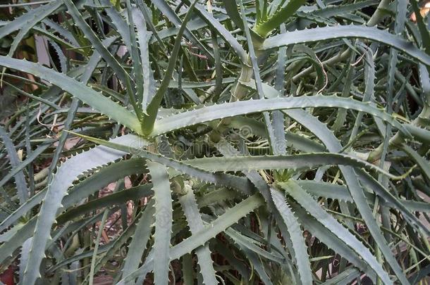 指已提到的人芦荟植物成年的在室内