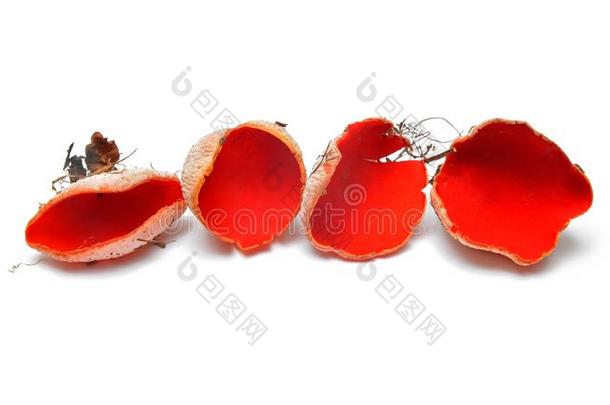 猩<strong>红色</strong>小<strong>精灵</strong>杯子蘑菇