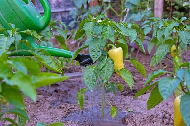 洒水胡椒粉采用指已提到的人花园和water采用g-aux.能够