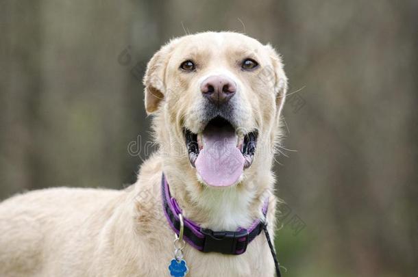 喘气的实验室混合的产狗和狂犬病加标签于