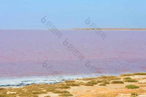 粉红色的含盐的希瓦什湖,乌克兰