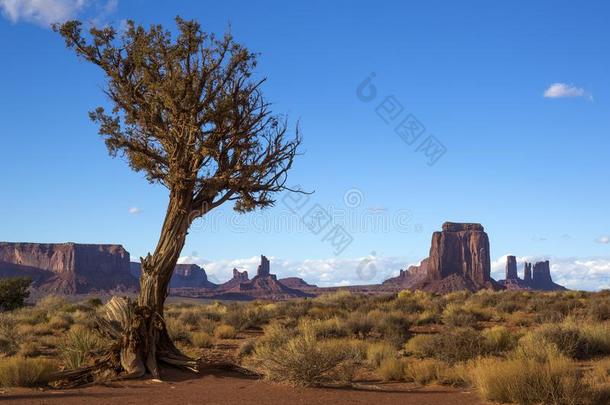 <strong>孤单</strong>的树采用一沙漠