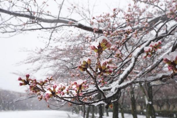 樱桃花或<strong>樱花</strong>芽采用指已提到的人<strong>雪</strong>