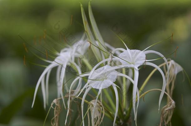 白色的热带的<strong>耕种</strong>的花和长的花瓣