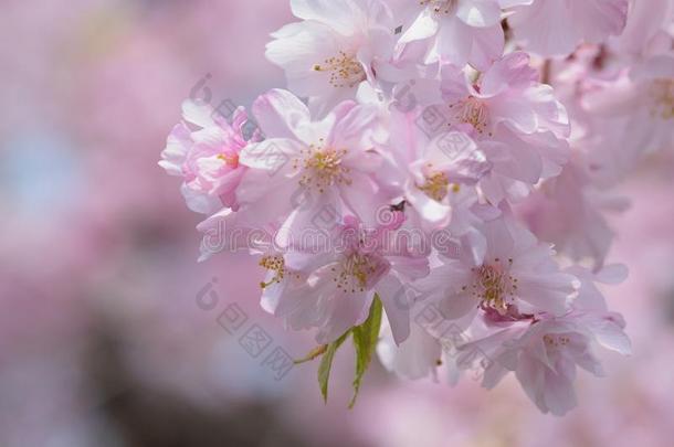 宏指令质地关于日本人粉红色的树枝低垂的樱桃花