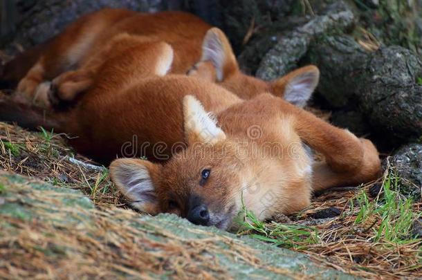 凶猛的野犬小狗