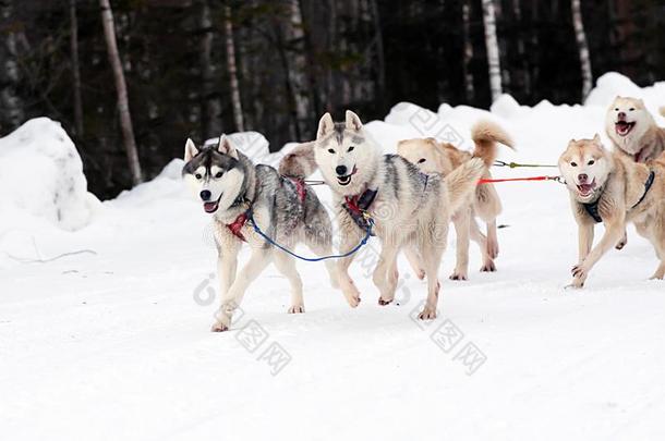 西伯利亚的公狗奋发努力的雪橇人采用指已提到的人北方.