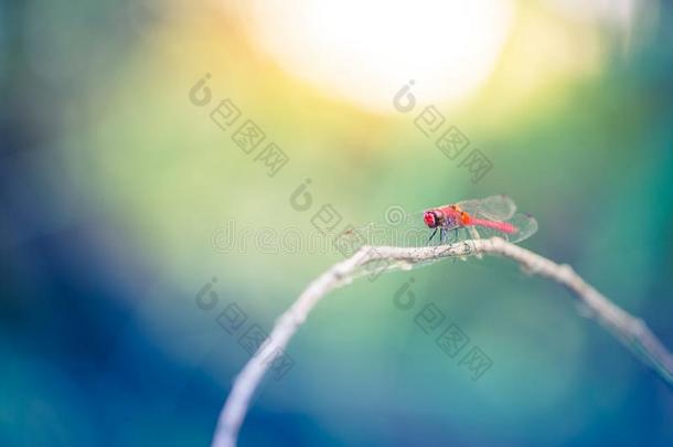 令人惊异的红色的蜻蜓太阳软的夏太阳set光