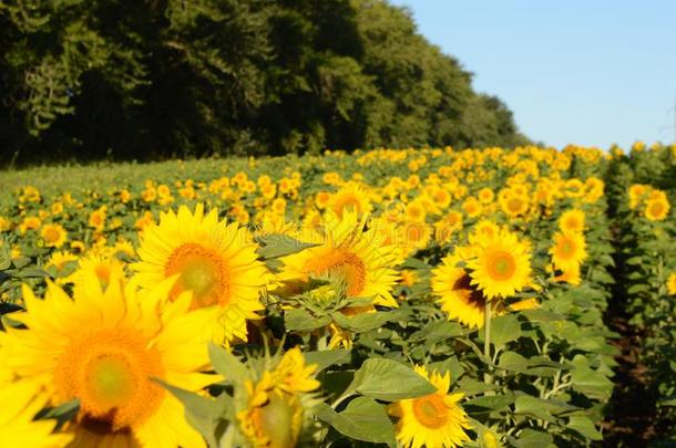 夏,和煦的：照到阳光的,一天,太阳,田,种植,大大地,美丽的,太阳flowe