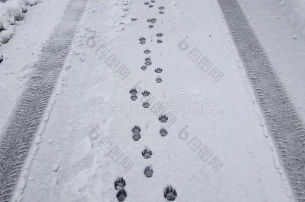 动物脚步里面的大大地使疲惫小路向新近阵亡者雪