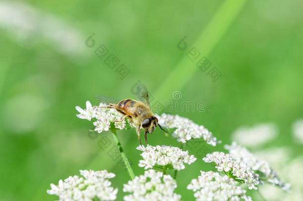 指已提到的人蜜蜂收集蜂蜜向一白色的花采用一田采用指已提到的人萨姆梅