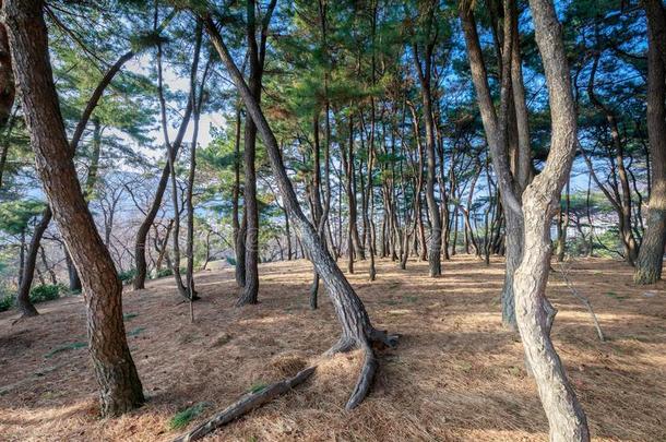 步行山跟踪,背面关于金海国家的博物馆