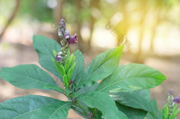火焰花属Pulcherrimus花和树叶绿色的.D字形马具解放军Gobon蓬