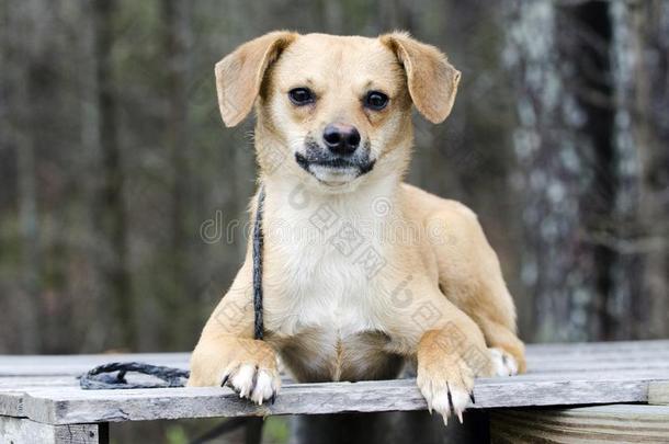 漂亮的猎兔犬小猎狗混合的产小狗狗产卵数向一p一llet