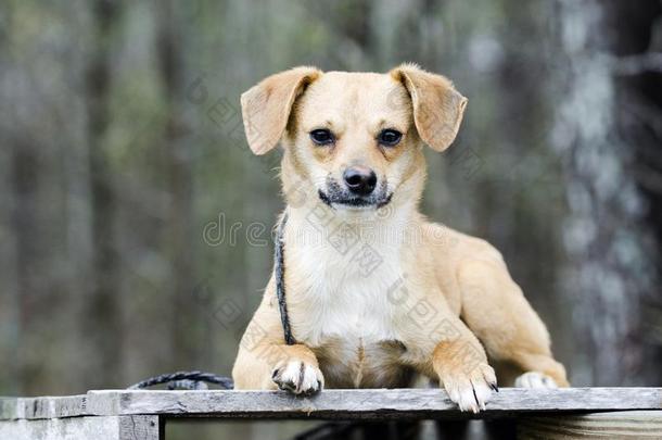 漂亮的猎兔犬小猎狗混合的产小狗狗产卵数向一p一llet