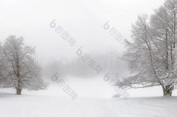 冬山风景,小路和树大量的和雪.