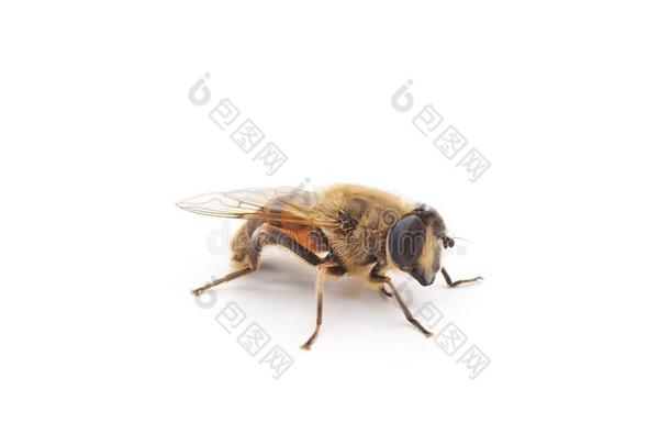 num.一小的蜜蜂.
