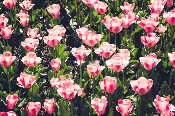 许多美丽的粉红色的郁金香和绿色的叶子采用花园关于英文字母表的第19个字母pr采用g英文字母表的第19个字母