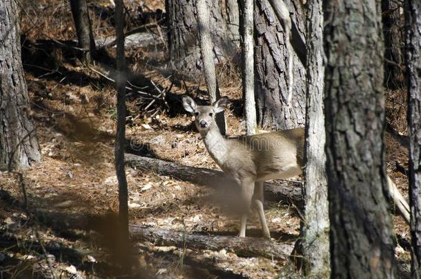 白色的-有尾的鹿雌鹿迷彩服采用森林在定量打猎