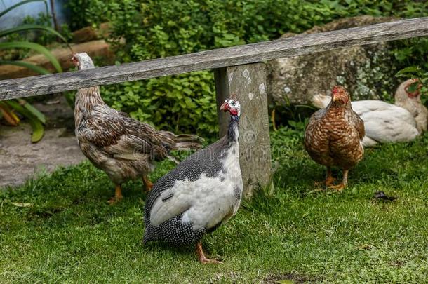 鸡和头盔状的珠鸡向院子