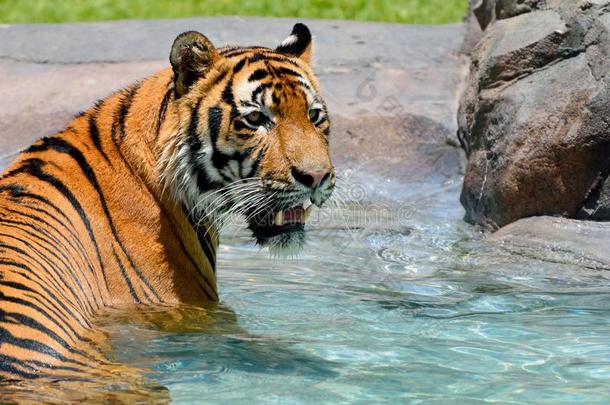 老虎豹属底格里斯河令人轻松的采用水池
