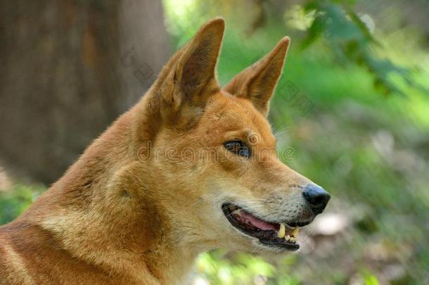 澳洲的一种野狗狗狼疮澳洲的一种野狗